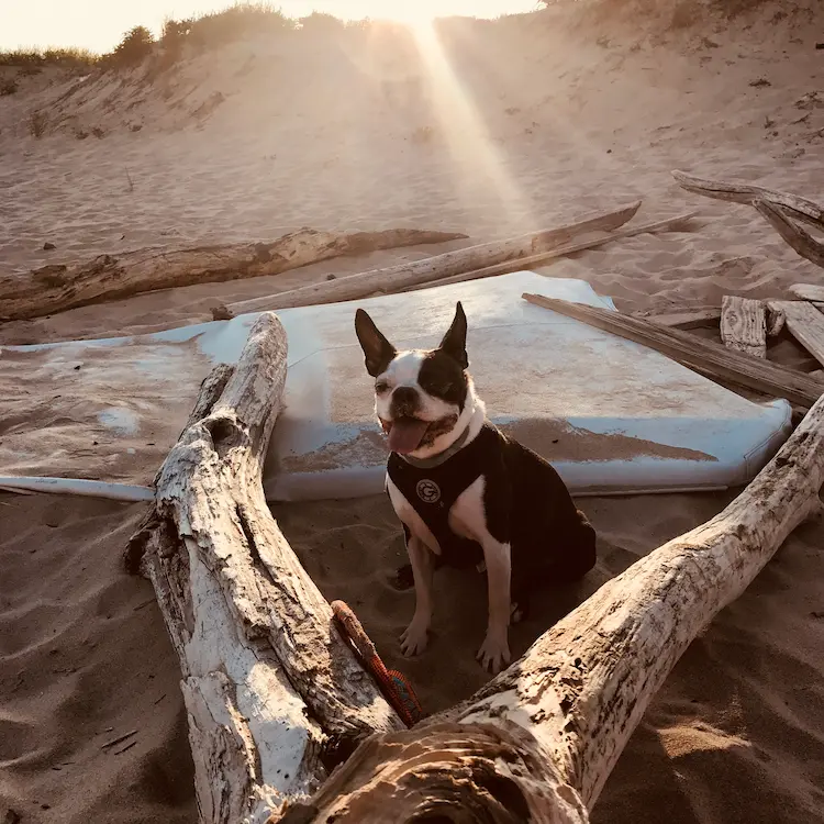 Boston terrier between branches in the sand