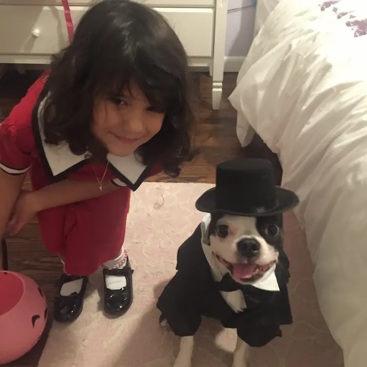 Little girl and boston terrier in Halloween costumes