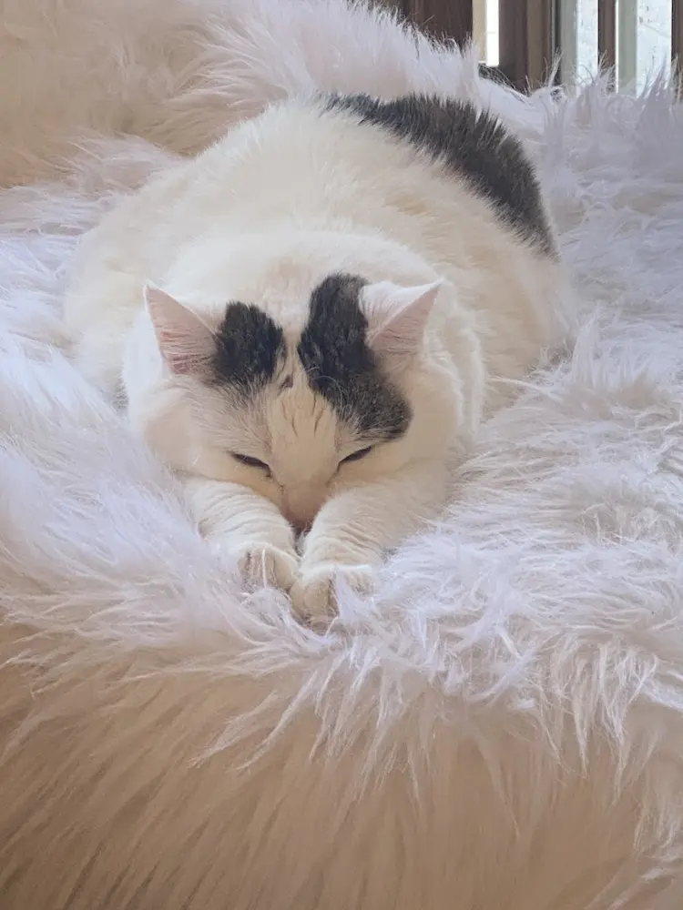 A white cat with brown stripes on her head stretching