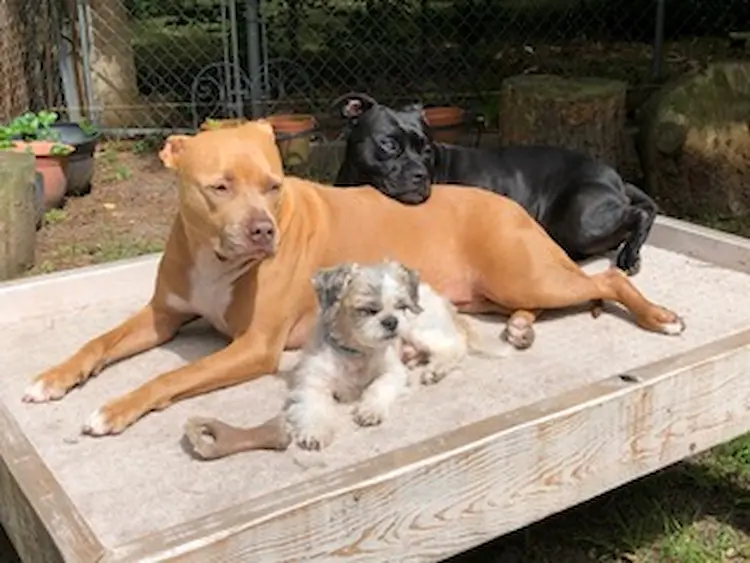 Two big dogs and one small dog cuddling