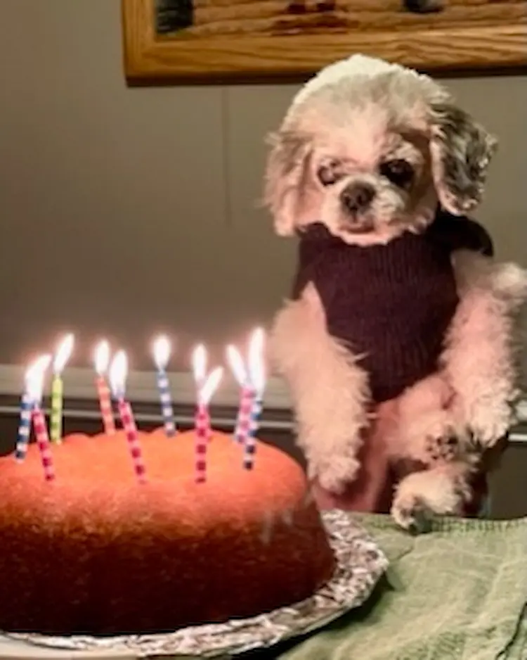 A small pup looking at pound cake with lit candles