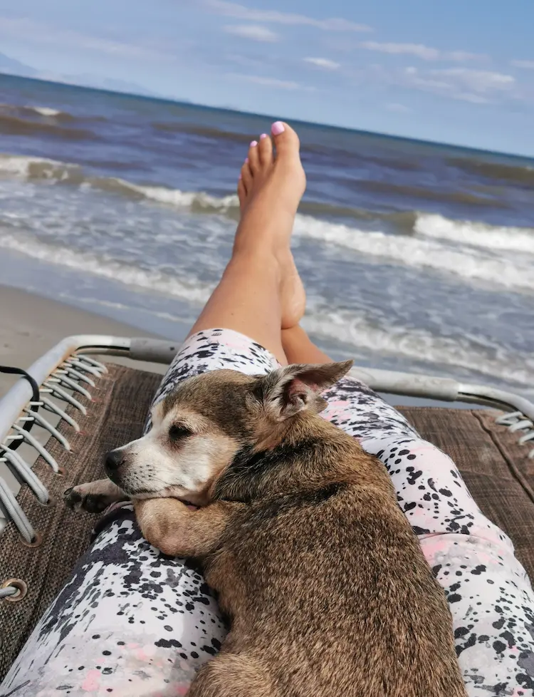 A woman, laying on a sunbed on the beach, with a pup sleeping in her lap.