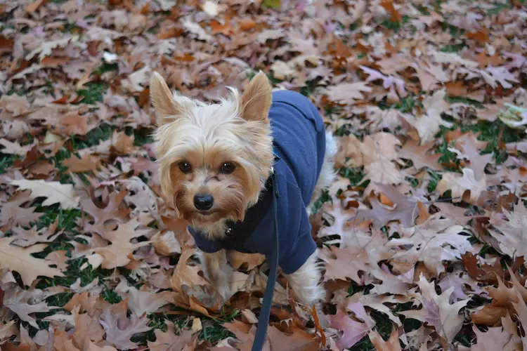 A Yorkshire Terrier in a blue jacket, playing in the fall leaves.